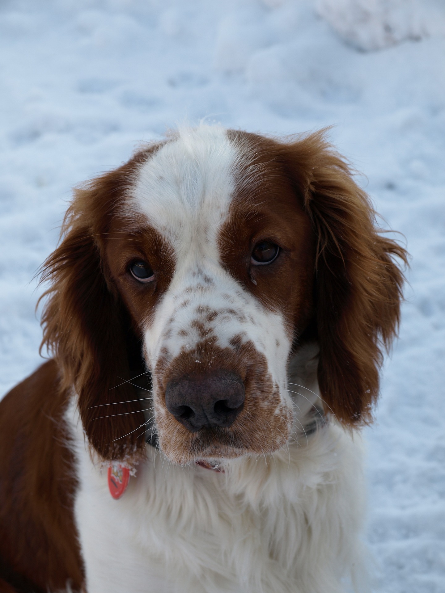 welsh springer spaniel 2