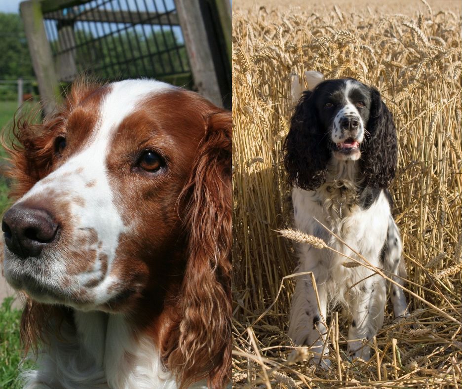 welsh springer spaniel vs english springer spaniel