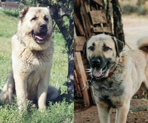 Armenian Gampr vs Kangal