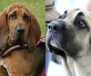 Bloodhound vs Fila Brasileiro