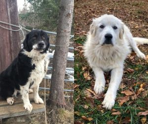 Karakachan vs Great Pyrenees