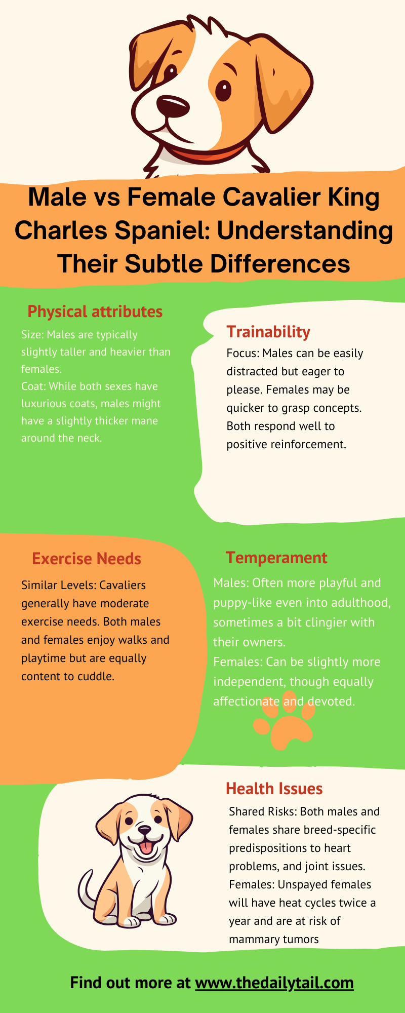 Male vs Female Cavalier King Charles Spaniel infographic