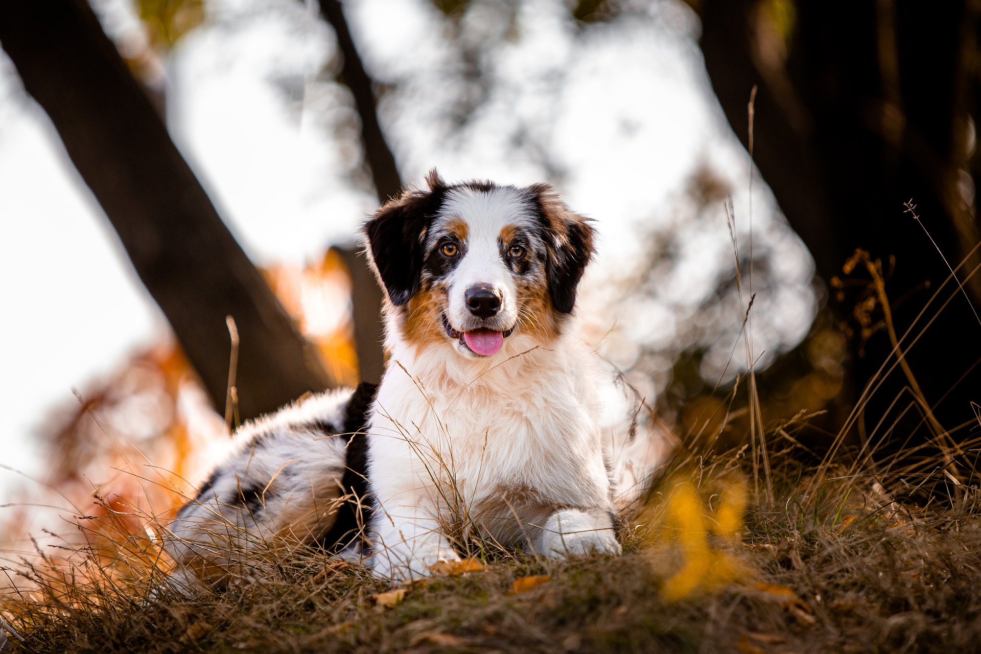 australian shepherd 5763414 1920