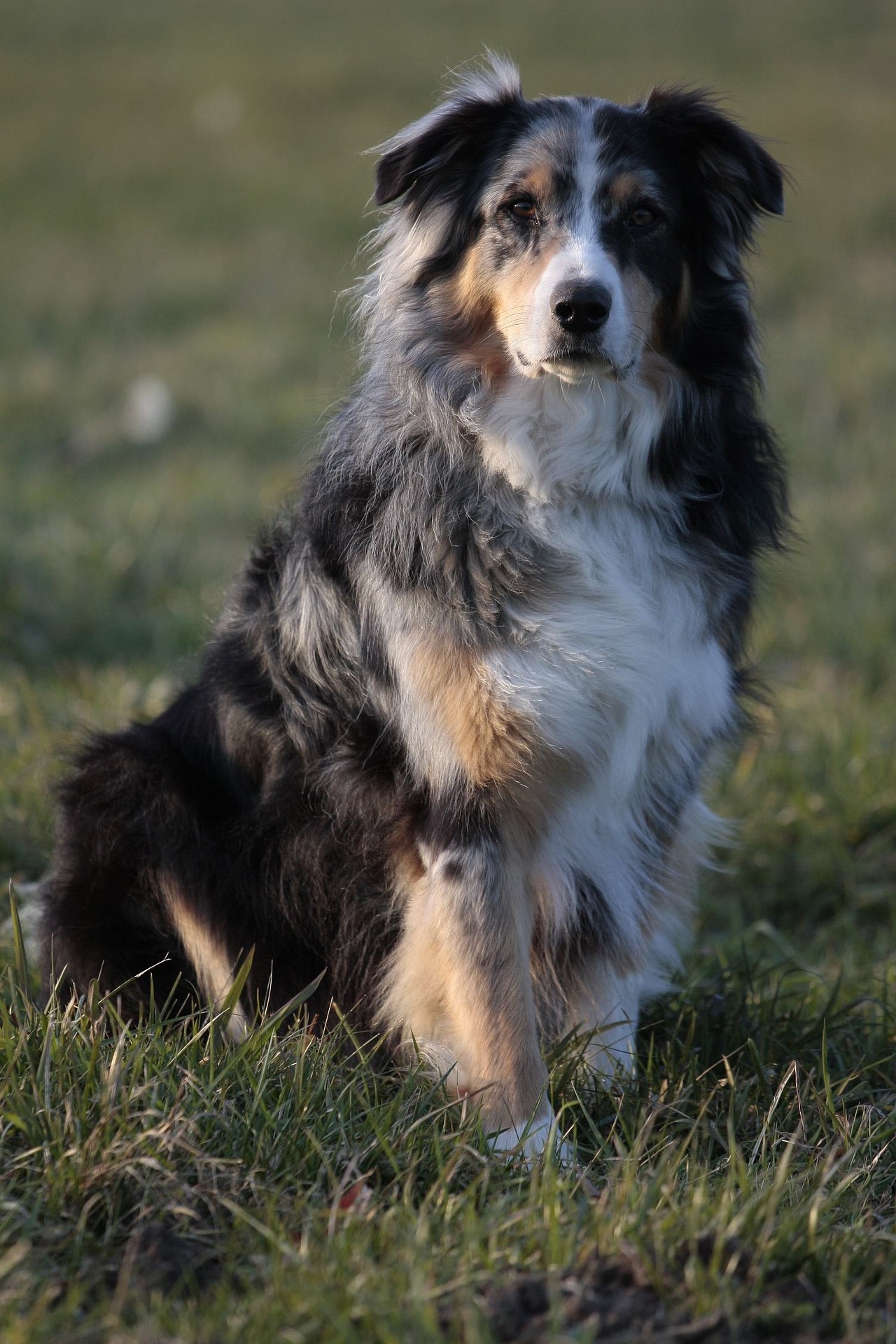 australian shepherd 620281 1920