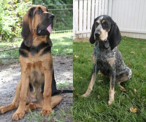 bloodhound vs coonhound