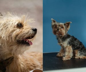 caiirn terrier vs yorkshire terrier
