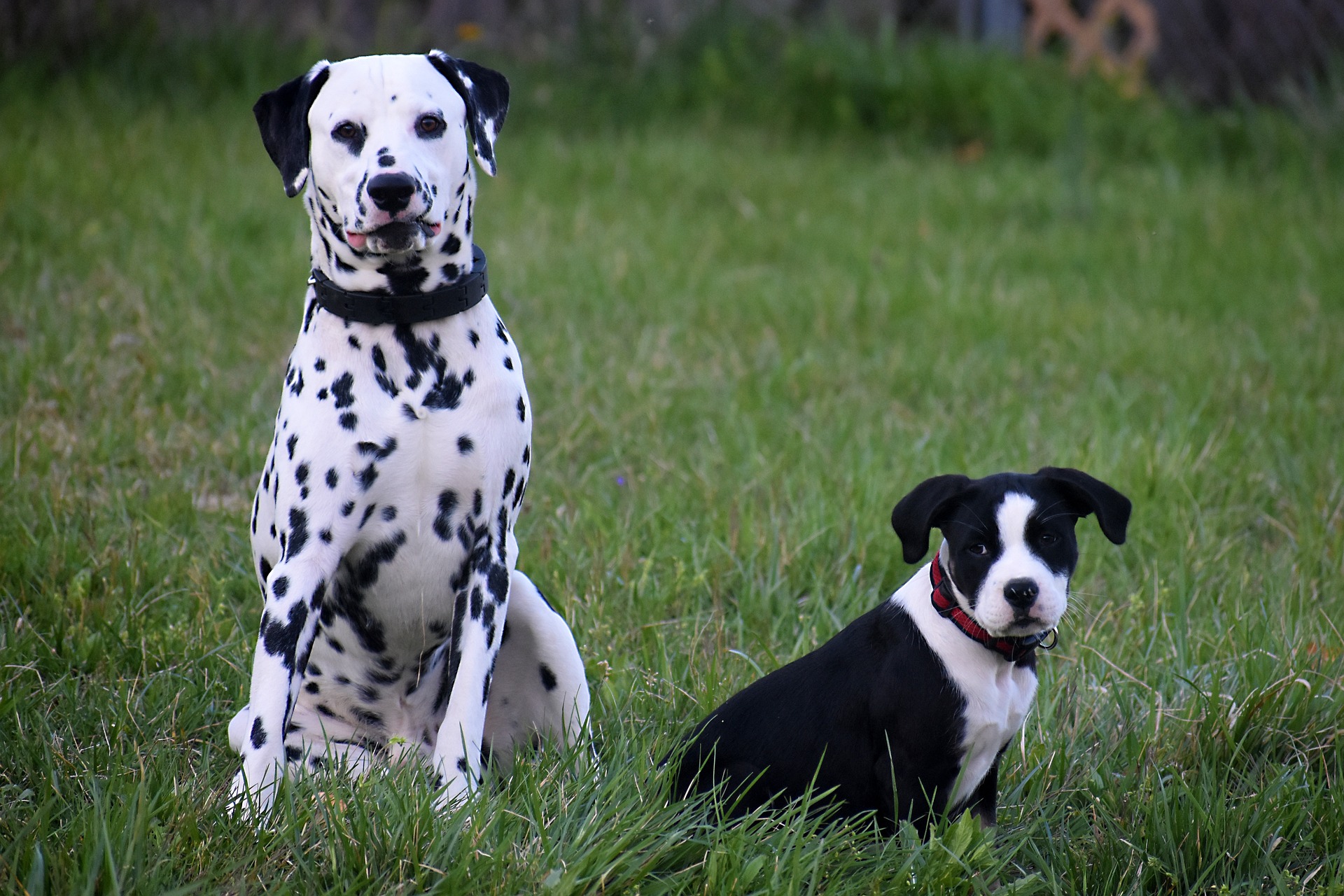 dalmatian 7234495 1920