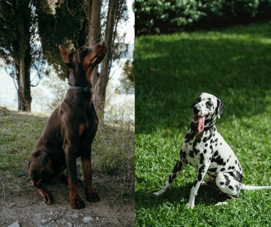 Dalmatian vs Doberman: Temperament and Physical Appearance Dog Breed Comparison 21 dalmatian vs doberman