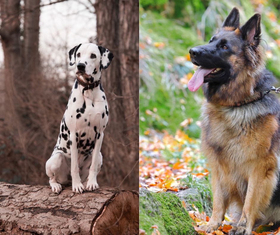 dalmatian vs german shepherd