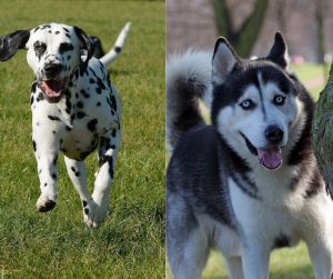 dalmatian vs husky