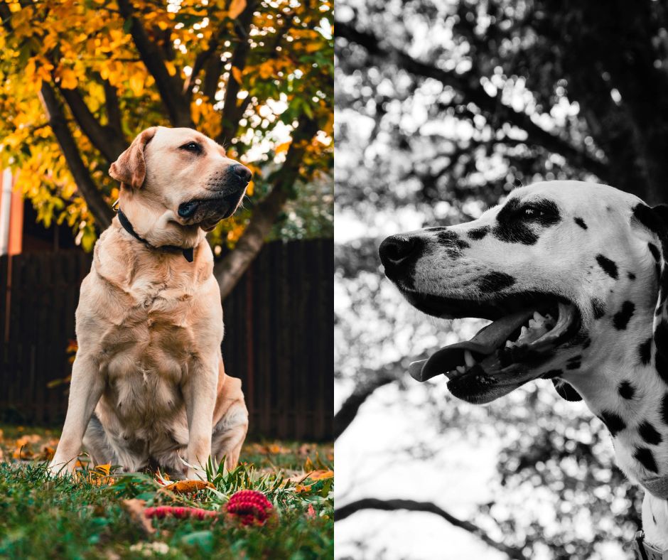 dalmatian vs labrador