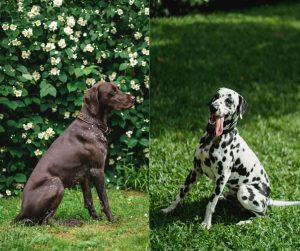 dalmatian vs pointer