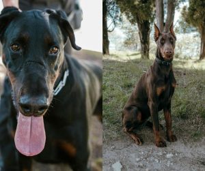 doberman male vs female