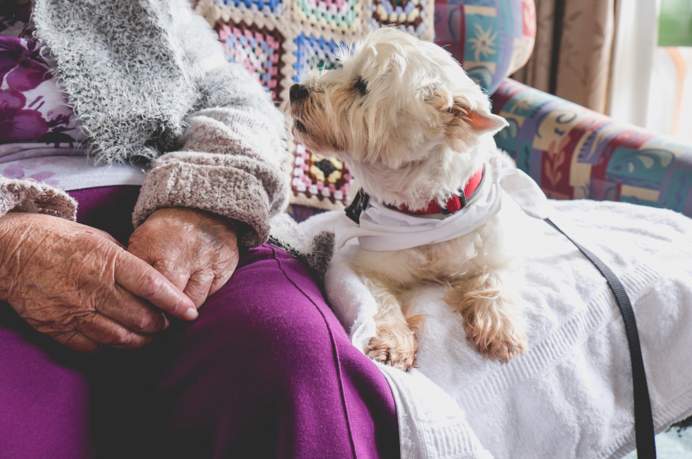 dog sitting beside elderly person