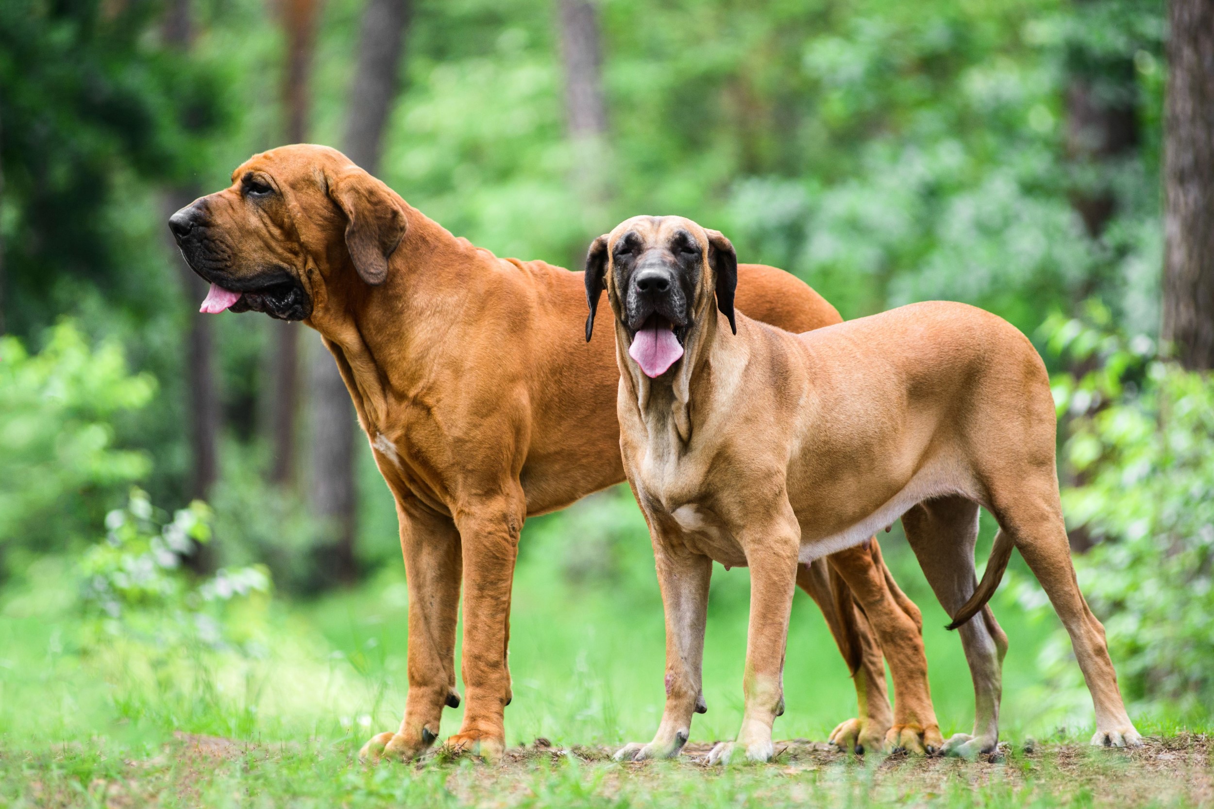 fila brasileiro 2332