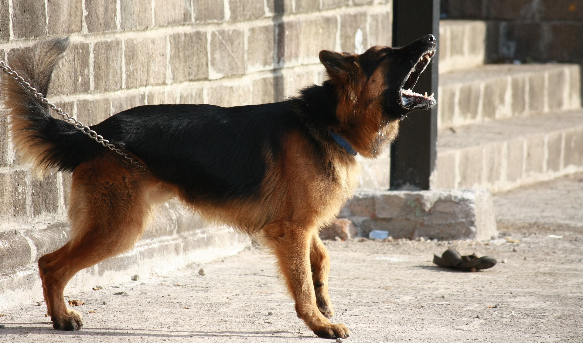 german shepherd 166972 1920