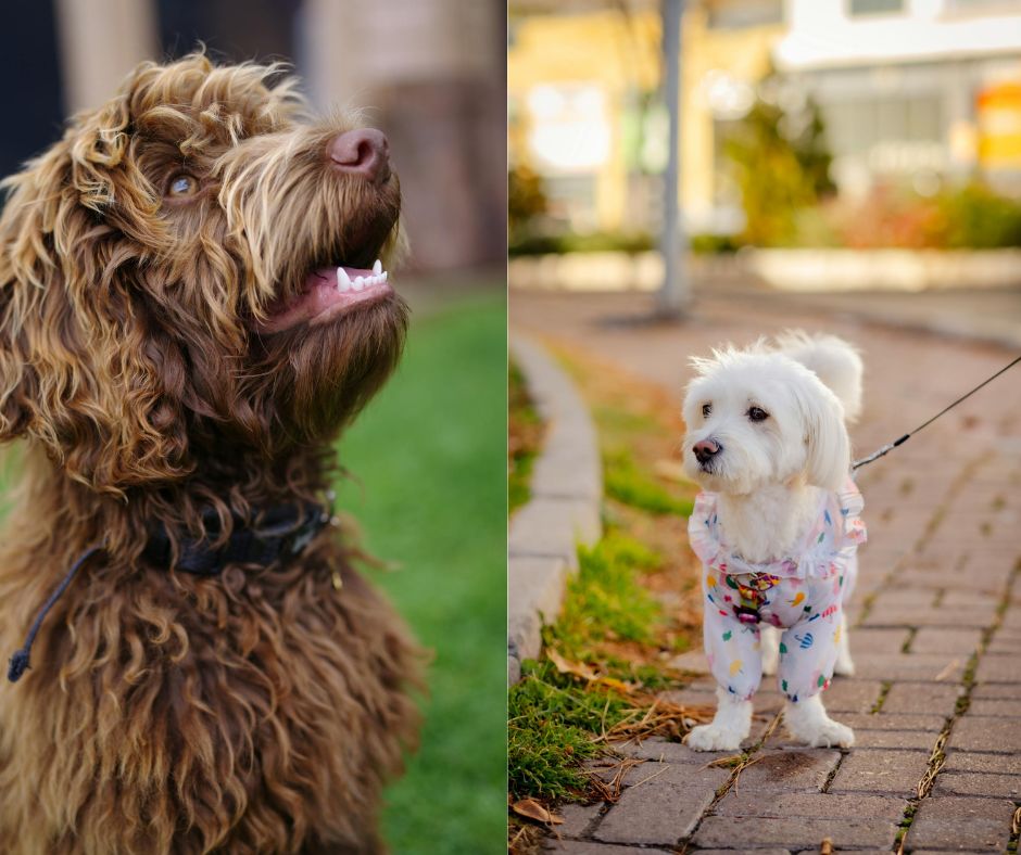 labradoodle vs maltipoo