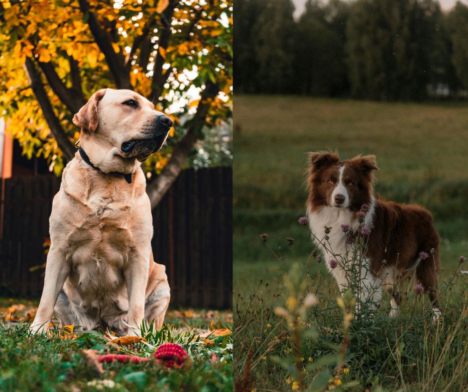 labrador retriever vs border collie