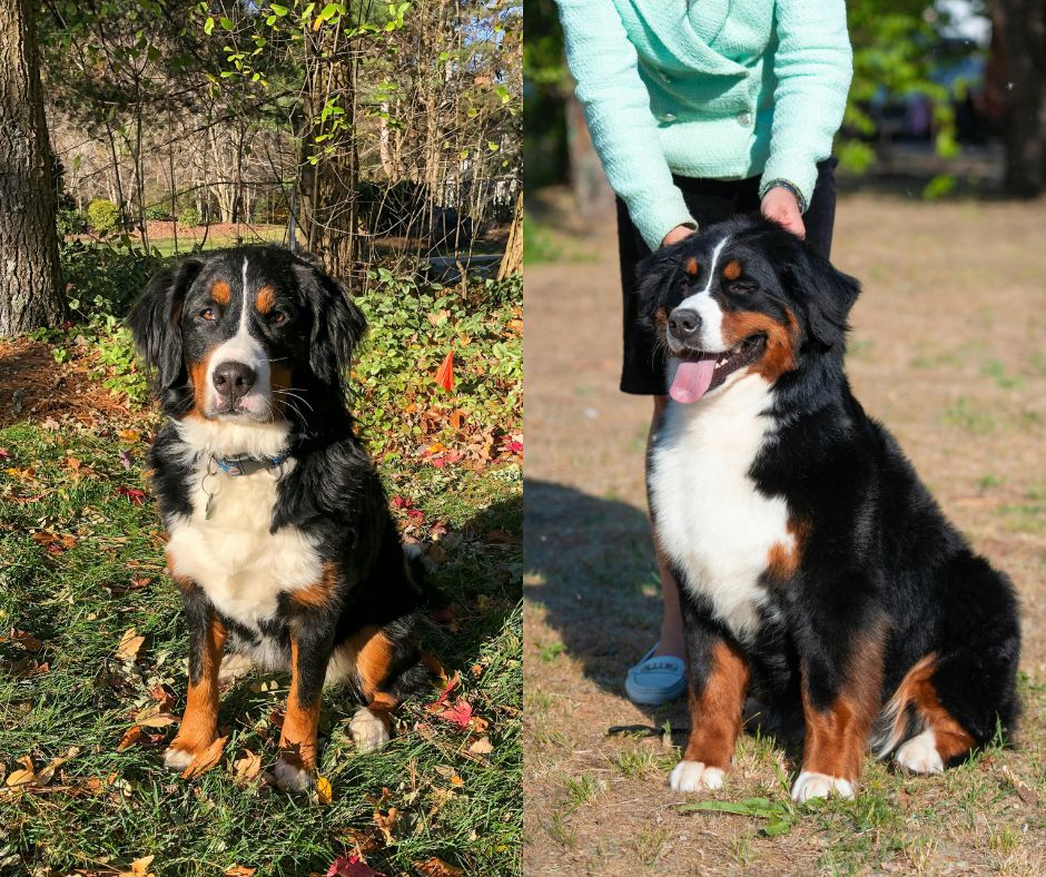 male vs female bernese mountain dog