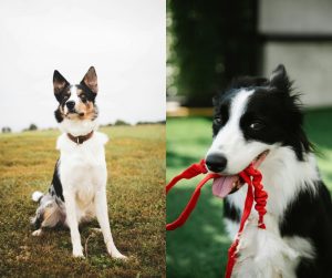 male vs female border collie