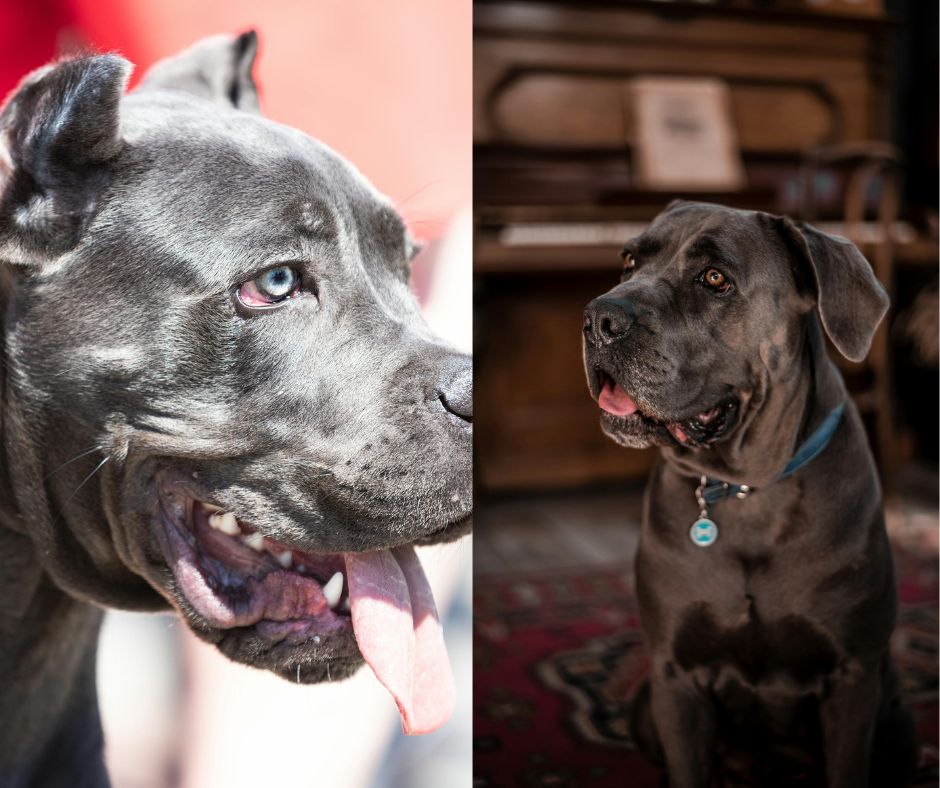 male vs female cane corso