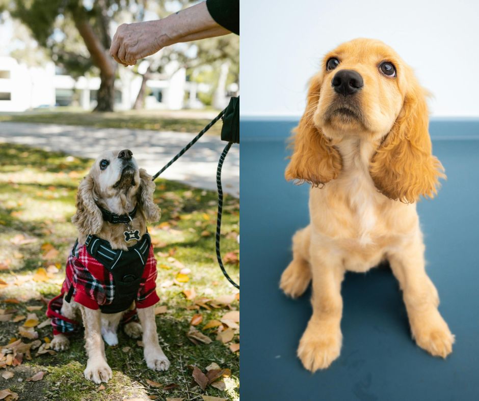 male vs female cocker spaniel