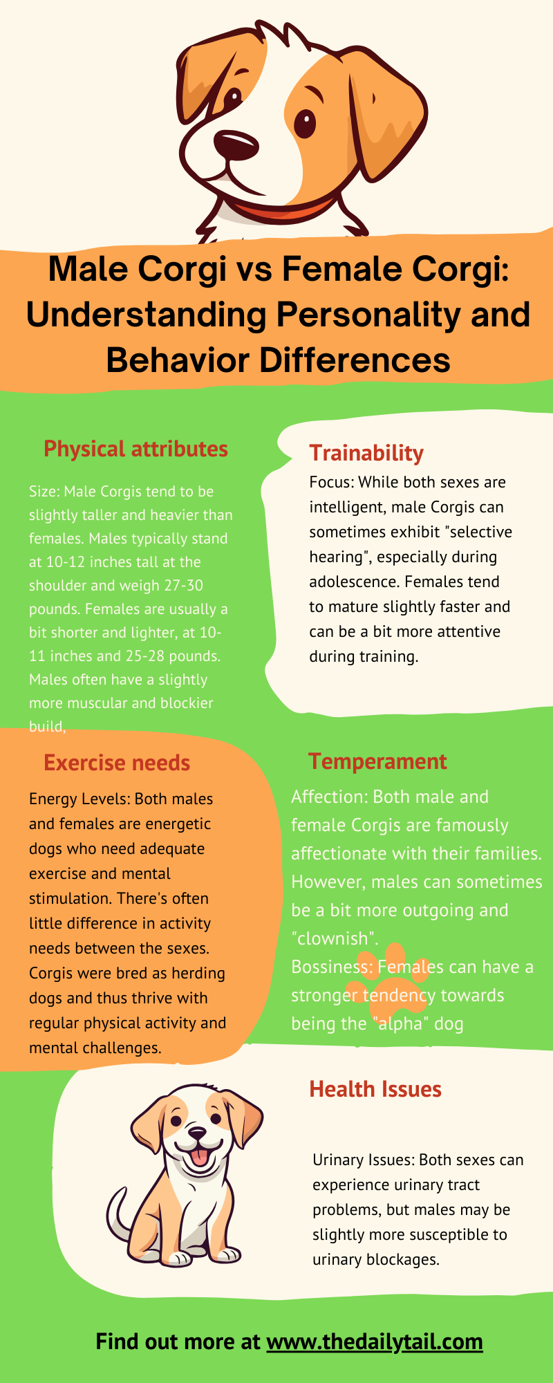 male vs female corgi infographic