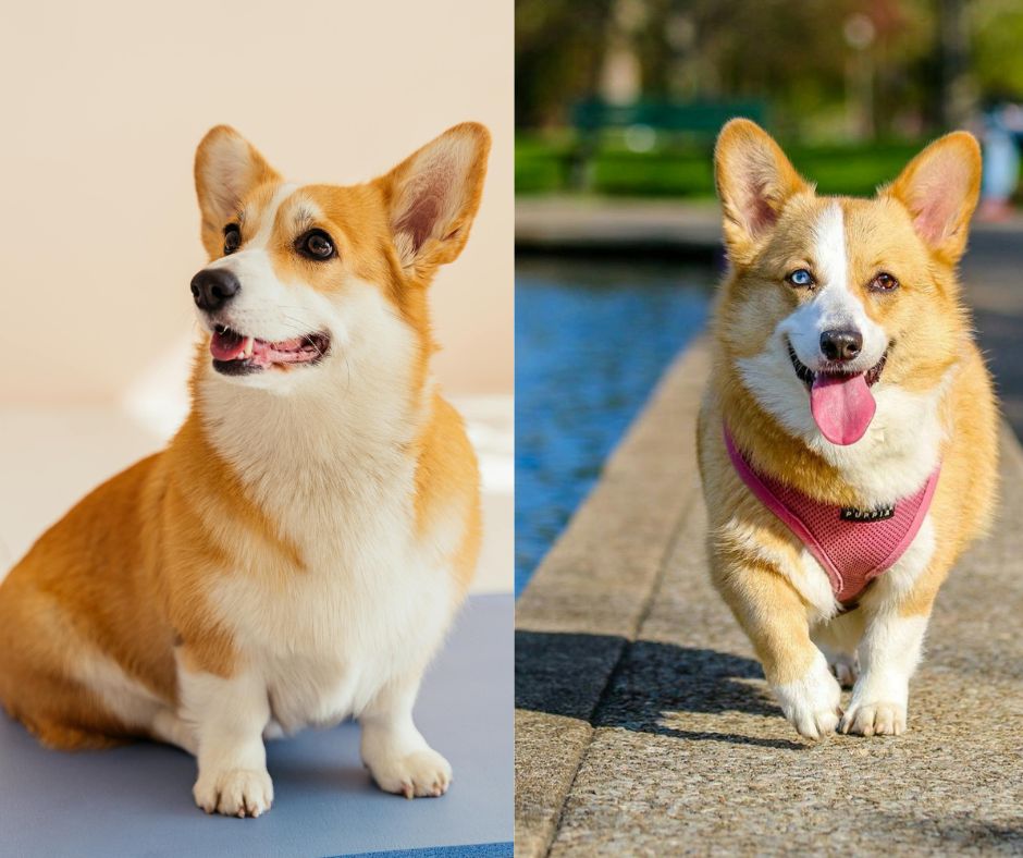 male vs female corgi