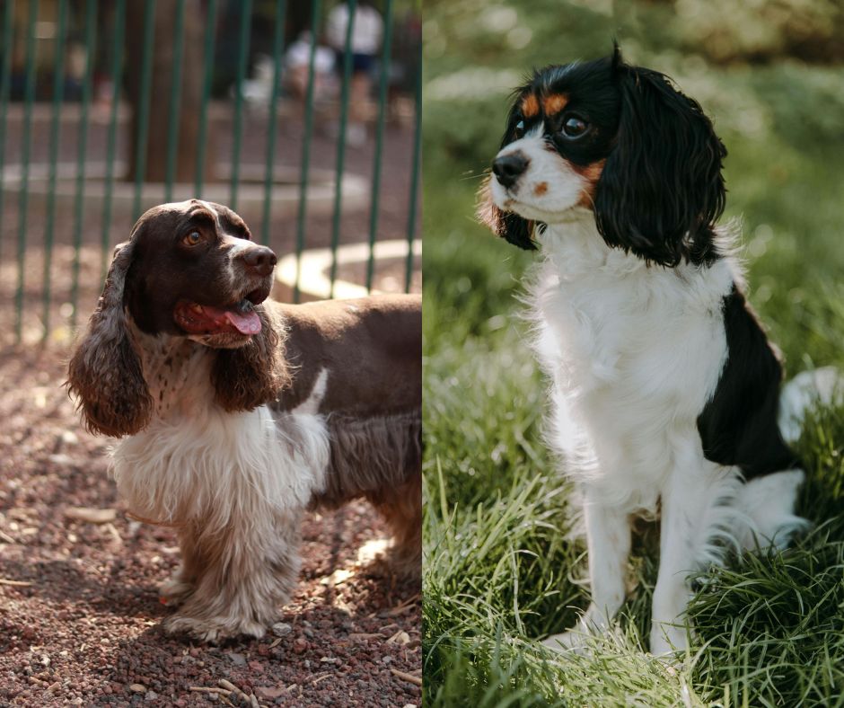 male vs female english springer spaniel