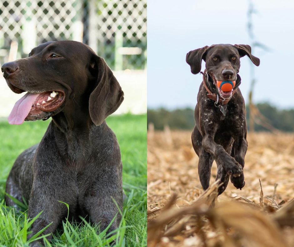 male vs female german shorthaired pointer