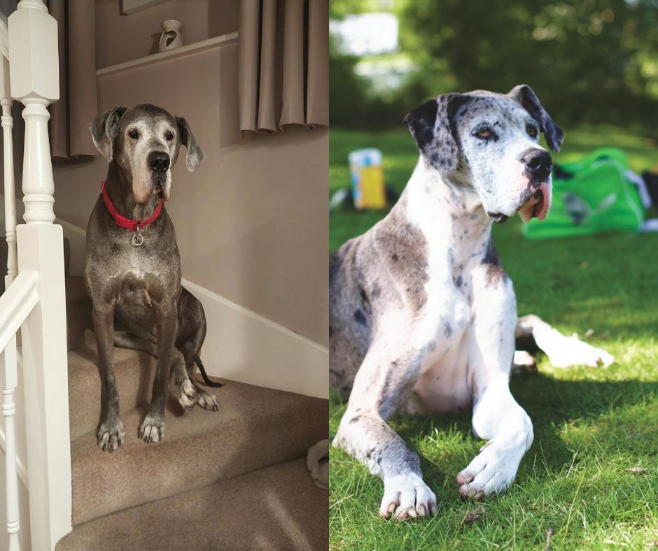 male vs female great dane