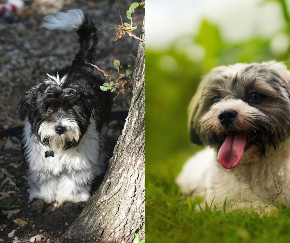 male vs female havanese