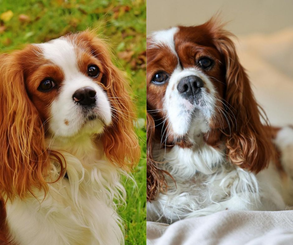 male vs female king charles spaniel