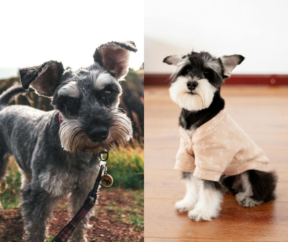 male vs female miniature schnauzer