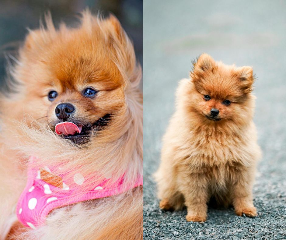 male vs female pomeranian