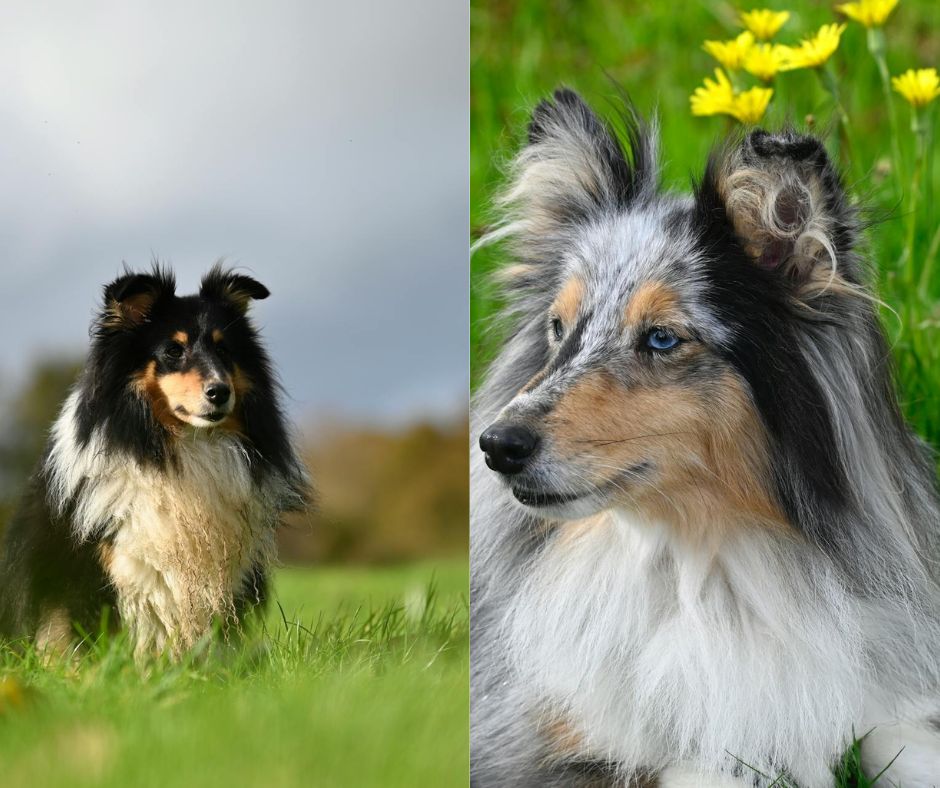 male vs female shetland sheepdog