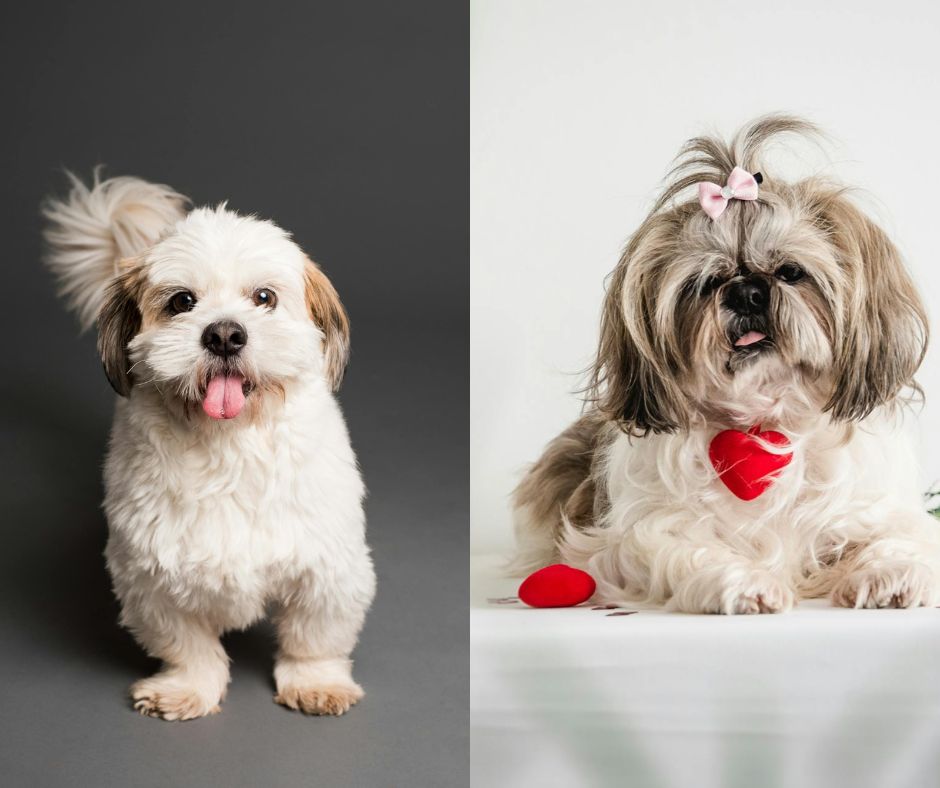 male vs female shih tzu