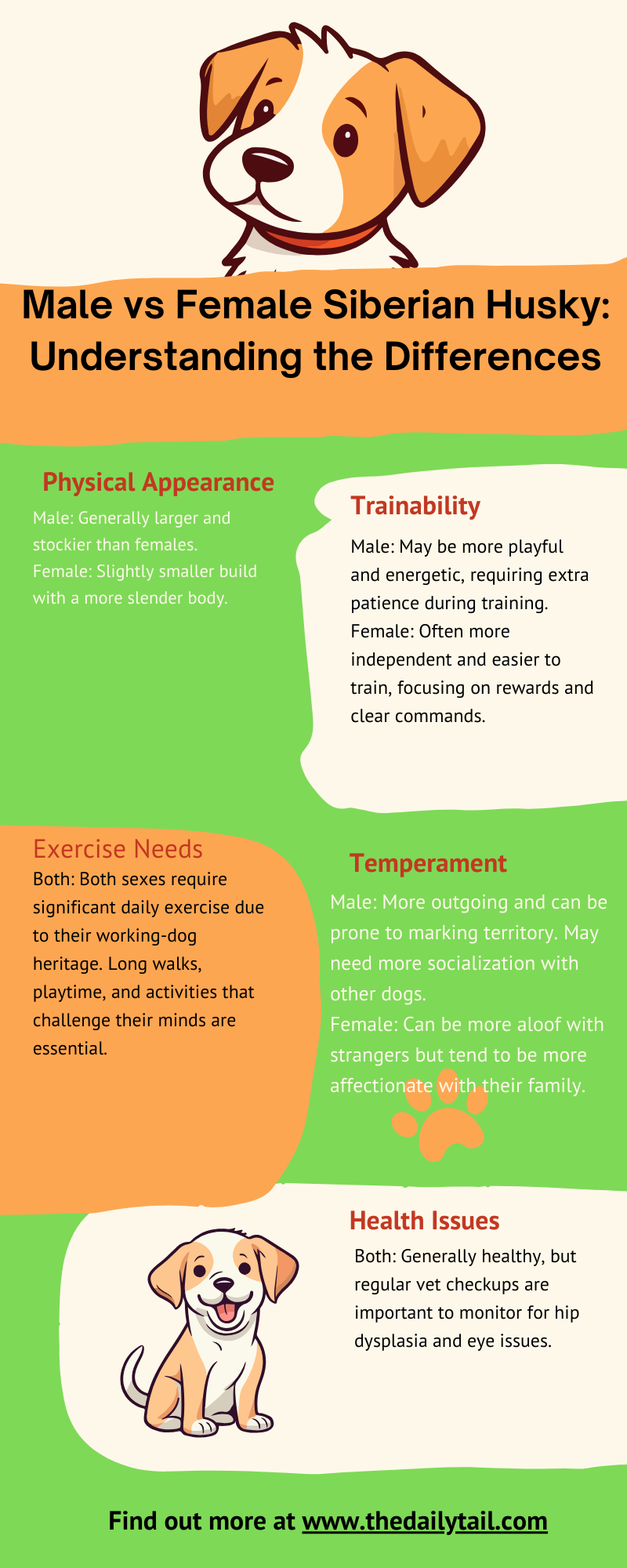 male vs female sibeian husky infographic