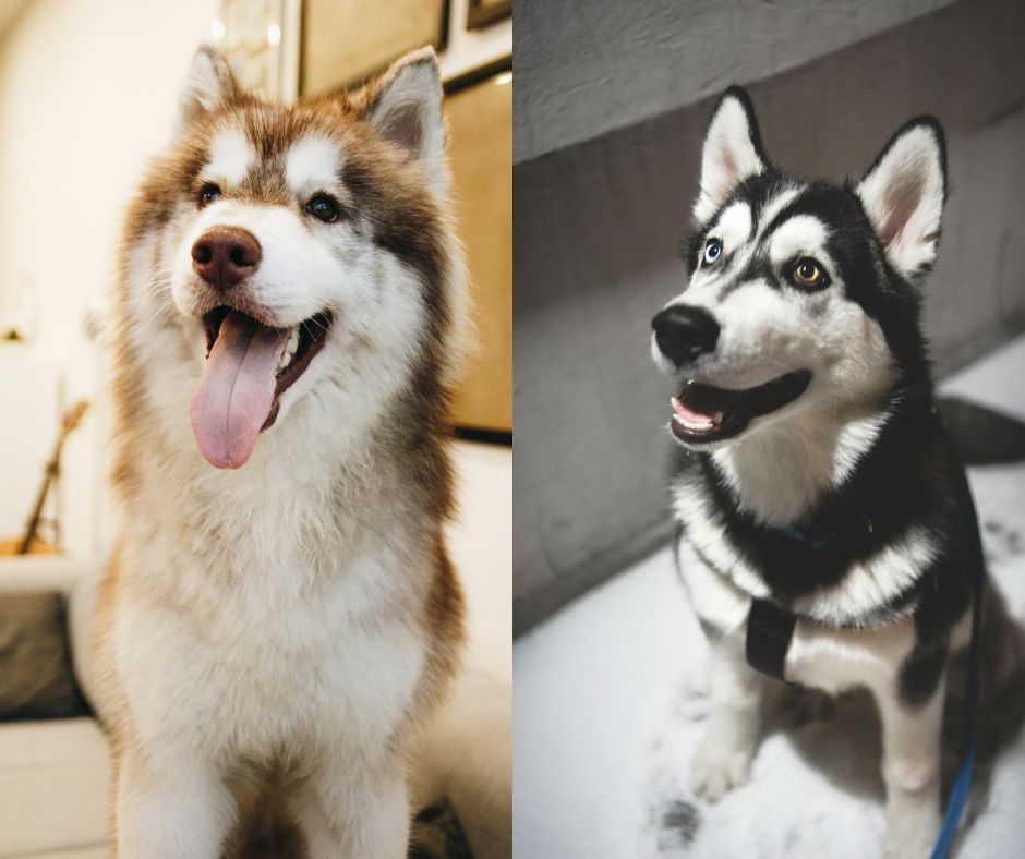 male vs female siberian husky