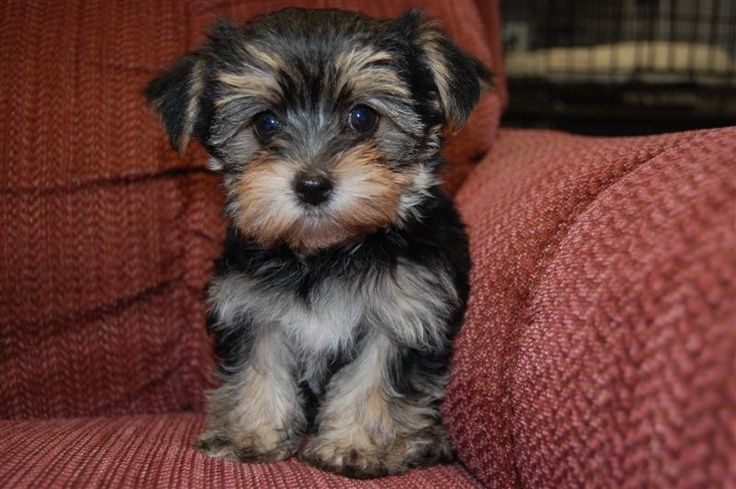 morkie 1