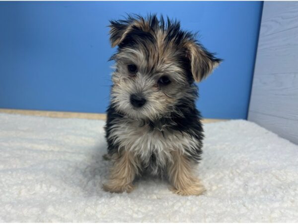 morkie 2