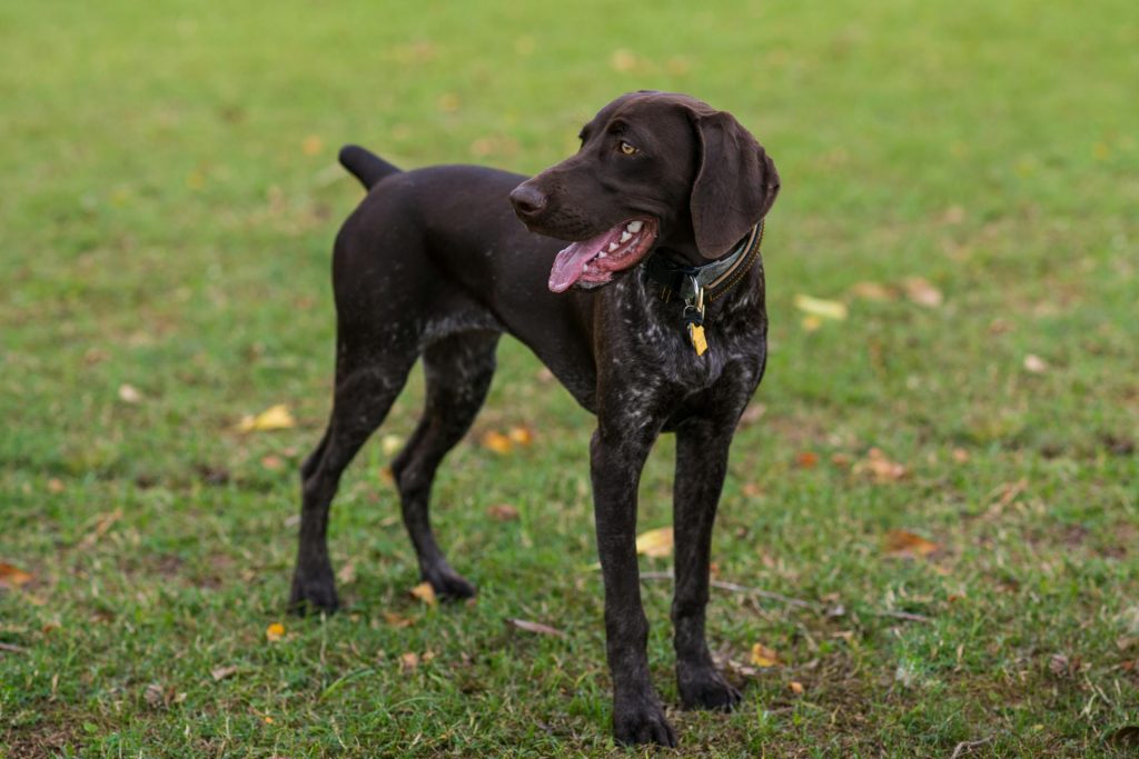 Male German Shorthaired Pointer Vs Female: Which One Is Better For Your ...