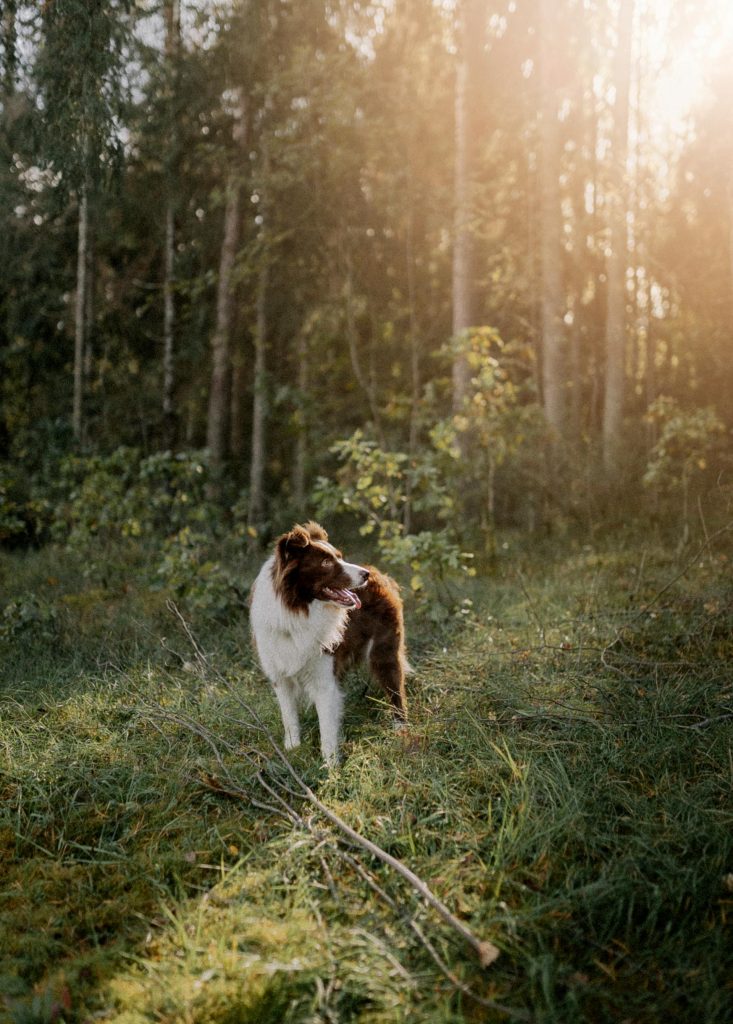 The Art of the Herd: How Different Herding Dogs Work Their Magic 11 pexels miami302 18664119