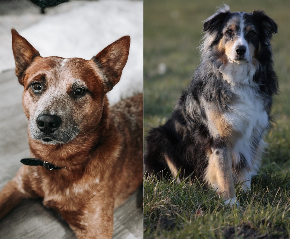 red heeler vs australian shepherd 1