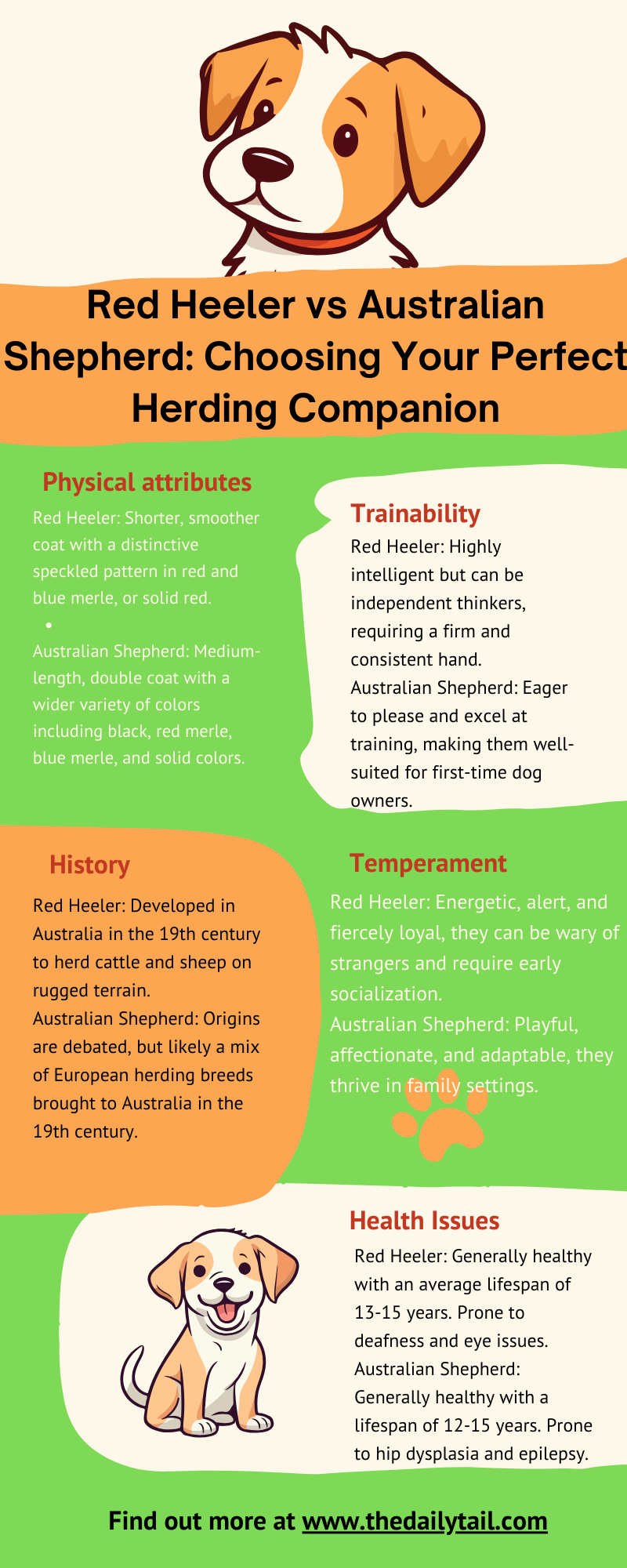 red heeler vs australian shepherd infographic