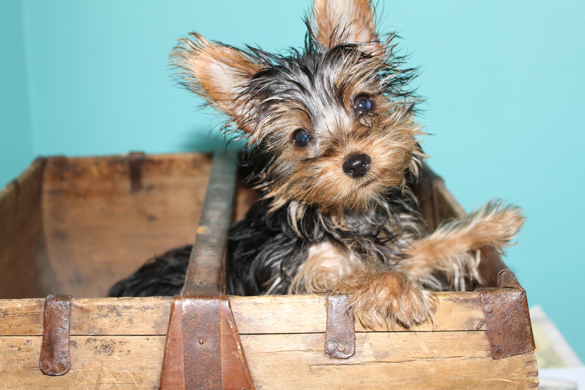 yorkie 3879025 1920