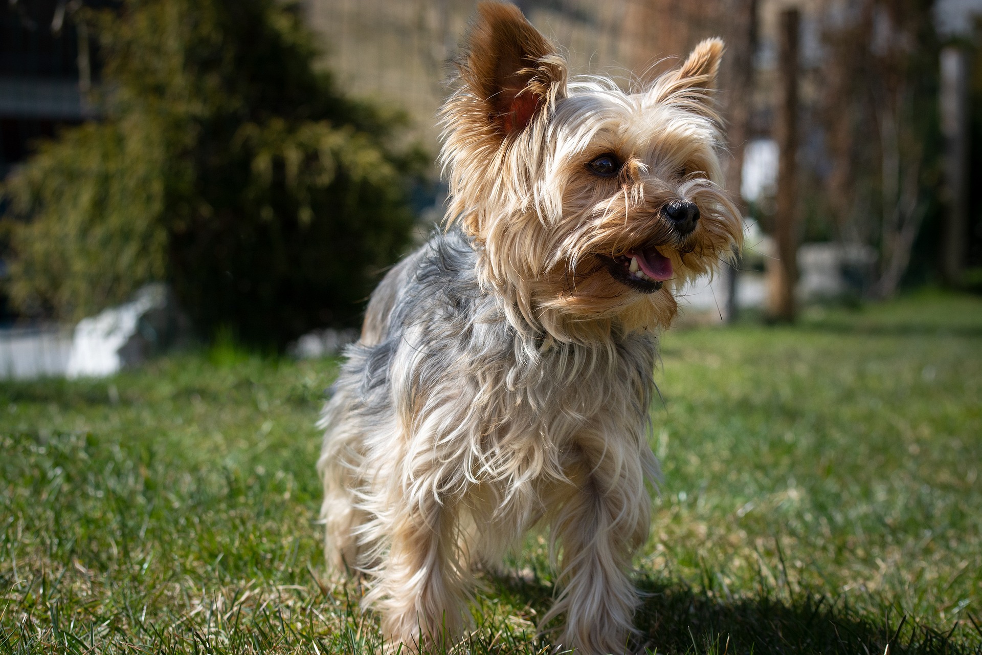 yorkie 5190798 1920