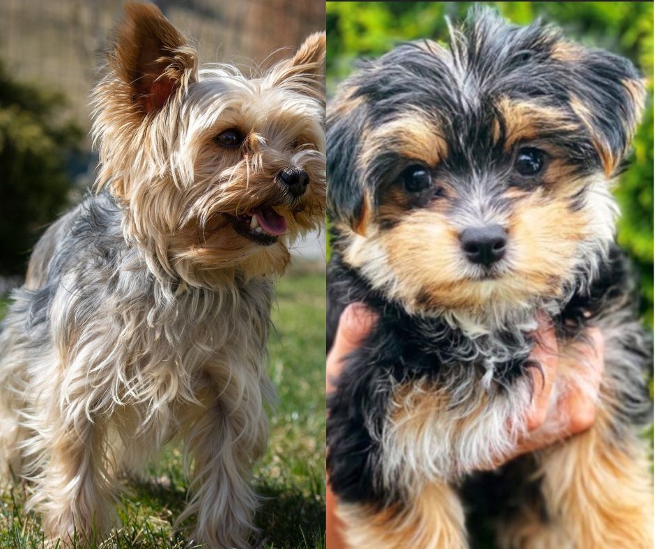 yorkie vs morkie