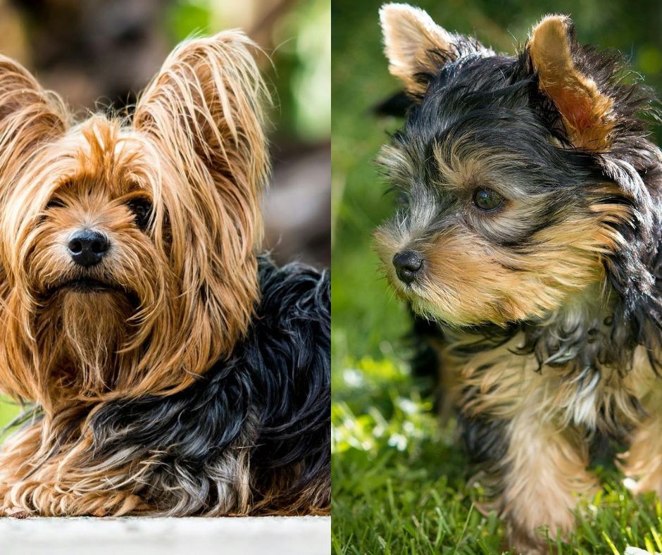 yorkshire terrier male vs female