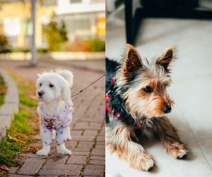 yorkshire terrier vs maltipoo